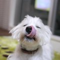 愛犬が食欲不振にな…