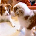 『先住犬と比べてこ…