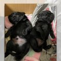 黒ラブパピーがダブ…