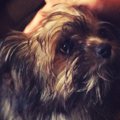 犬のマイクロチップ…