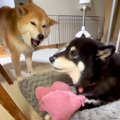 母犬にタオルを取ら…