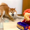 犬が大好きなおやつ…