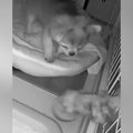 深夜、犬用カメラを…