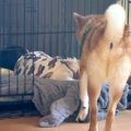 赤ちゃんに自分の寝…