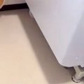 犬2匹の散歩に行こう…