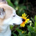 犬が『においかぎ』…