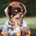 犬に『レインコート…