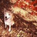 愛犬と一緒に楽しめ…