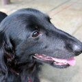 保護犬と暮らそうと…