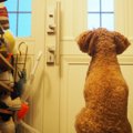 犬は留守番中に何を…