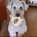 『放浪犬』と出会っ…