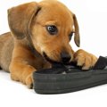 犬はどうして何でも…