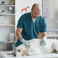 『犬が最もかかりや…
