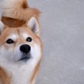 犬が何もない場所を…