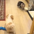 遊んでいる子犬が、…