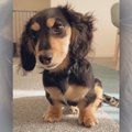 『短かっ！でもそれ…