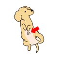 犬の「おへそ」はど…