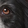 新しく発見された犬…