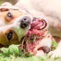 生肉フードは人気だ…