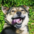 犬にとっての『至福…