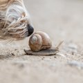 犬が『カタツムリ』…