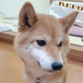 保健所からレスキュ…