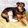 犬を骨折させないた…