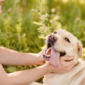CBDオイルが犬のてん…