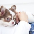 犬がワガママになる…