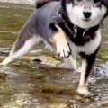 水が苦手な犬が『川…