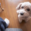犬がよくする『構っ…