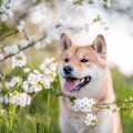 犬を『飼わないと気…
