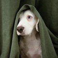 犬が震えている時は…