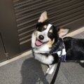 犬に『散歩が楽しい…