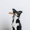 犬のブラッシングを…