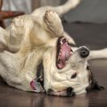 愛犬がシャンプーを…