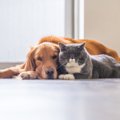 世界小動物獣医師会…