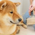 犬のブラッシング『…