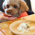 犬に『豆腐』を与え…