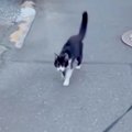 散歩中についてきた…