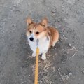 優しすぎる！妹犬が…