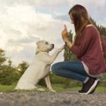 犬が楽しめる『しつ…