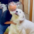 超大型犬が『おじい…