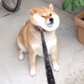 柴犬が散歩拒否する…