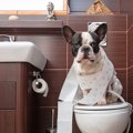 犬にトイレを覚えさ…