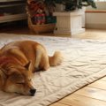 犬にとって退屈な『…