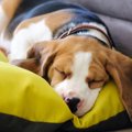 犬にとって『寝心地…