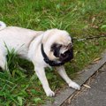 犬が『散歩が楽しく…
