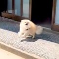 『4時間ぶりに犬と再…