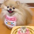お誕生日ケーキを目…
